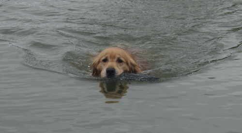 Tiger,  CH Sherwood's Let's Play A Round CD NA NAJ